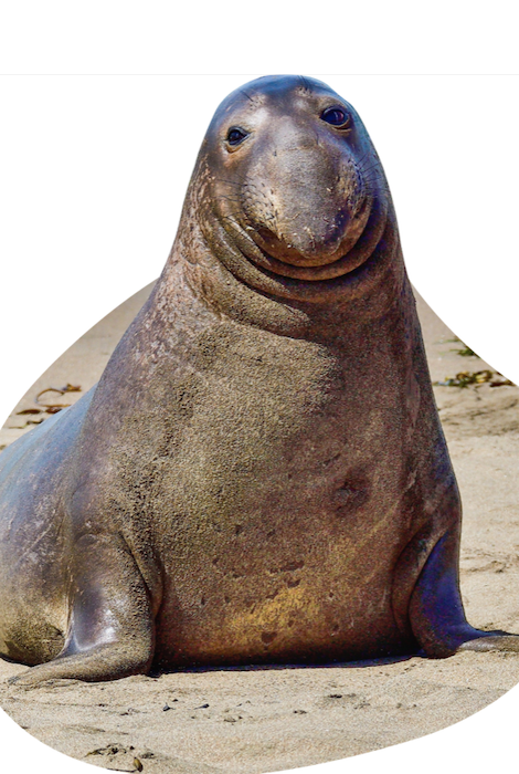 FAHLO THE GLIDE SEAL TRACKING BRACELET - SEAGRASS