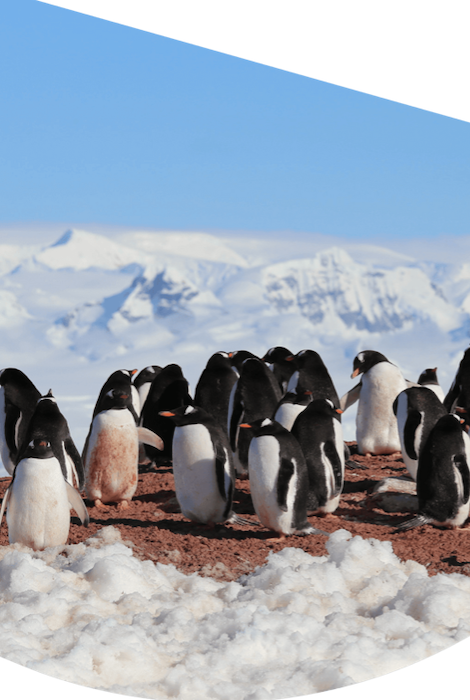 PULSERA DE SEGUIMIENTO DE PINGÜINOS DE PASO FAHLO - ESPUMA DE MAR