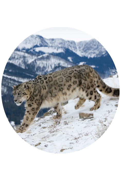 Fahlo The Ascent Snow Leopard Tracking Bracelet - Alpine