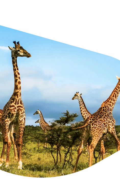 FAHLO THE TREK GIRAFFE TRACKING BRACELET - SKY STONE