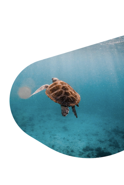 Peluche The Journey de Fahlo: tortuga marina verde