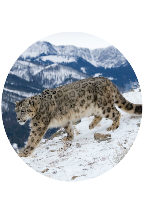 Fahlo The Ascent Snow Leopard Tracking Bracelet - Papillae Stone