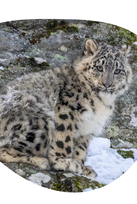 Fahlo The Ascent Snow Leopard Tracking Bracelet - Papillae Stone