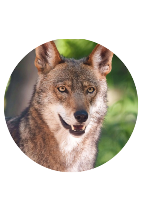 FAHLO THE SCOUT WOLF TRACKING BRACELET - MOON