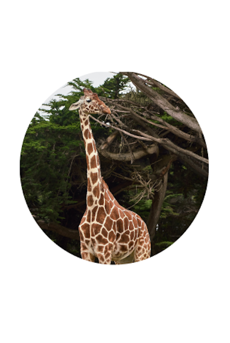 Fahlo The Trek Giraffe Tracking Bracelet - Moon