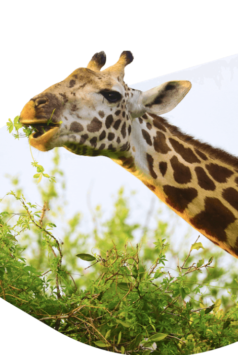 Fahlo The Trek Giraffe Tracking Bracelet - Moon