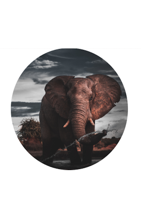 Fahlo The Expedition Elephant Tracking Bracelet - Key Stone