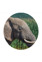 Fahlo The Expedition Elephant Tracking Bracelet - Sky Stone