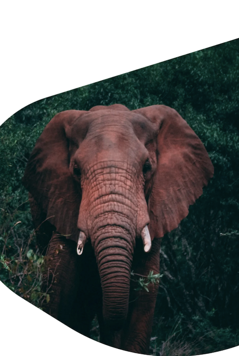 Fahlo The Expedition Elephant Tracking Bracelet - Sky Stone