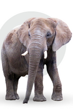 Fahlo The Expedition Elephant Tracking Bracelet - Sky Stone