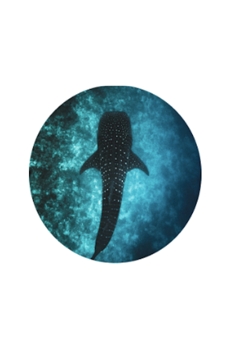 BRACELET DE PISTE DE REQUIN BALEINE FAHLO THE QUEST - PIERRE OCELLI