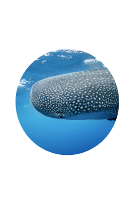 BRACELET DE PISTE DE REQUIN BALEINE FAHLO THE QUEST - PIERRE OCELLI