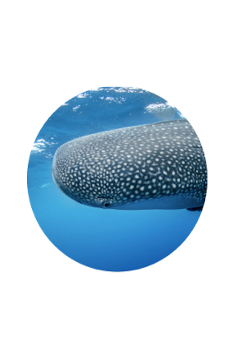 FAHLO THE QUEST WHALE SHARK TRACKING BRACELET - OCELLI STONE