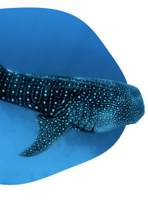 BRACELET DE PISTE DE REQUIN BALEINE FAHLO THE QUEST - PIERRE OCELLI