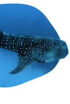 BRACELET DE PISTE DE REQUIN BALEINE FAHLO THE QUEST - PIERRE OCELLI