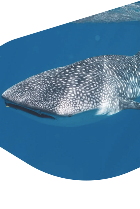BRACELET DE PISTE DE REQUIN BALEINE FAHLO THE QUEST - PIERRE OCELLI