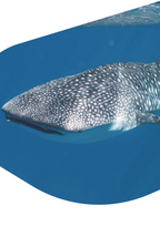 BRACELET DE PISTE DE REQUIN BALEINE FAHLO THE QUEST - PIERRE OCELLI