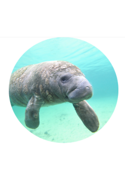 FAHLO THE DRIFT MANATEE TRACKING BRACELET - CORAL REEF VIOLET