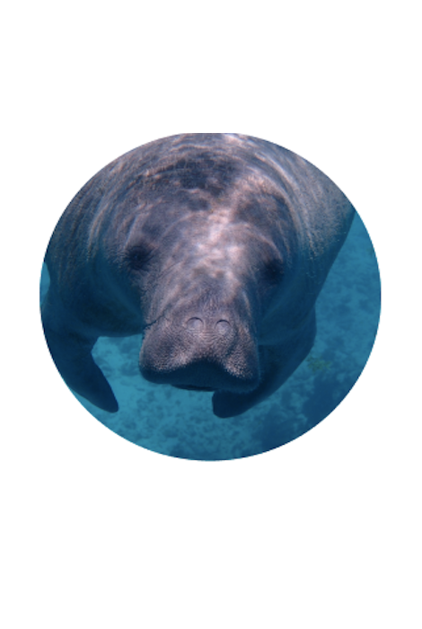 FAHLO THE DRIFT MANATEE TRACKING BRACELET - CORAL REEF VIOLET