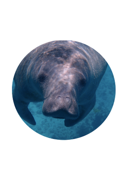 FAHLO THE DRIFT MANATEE TRACKING BRACELET - CORAL REEF VIOLET