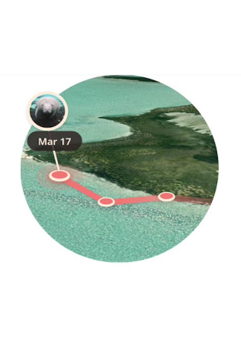 FAHLO THE DRIFT MANATEE TRACKING BRACELET - CORAL REEF VIOLET