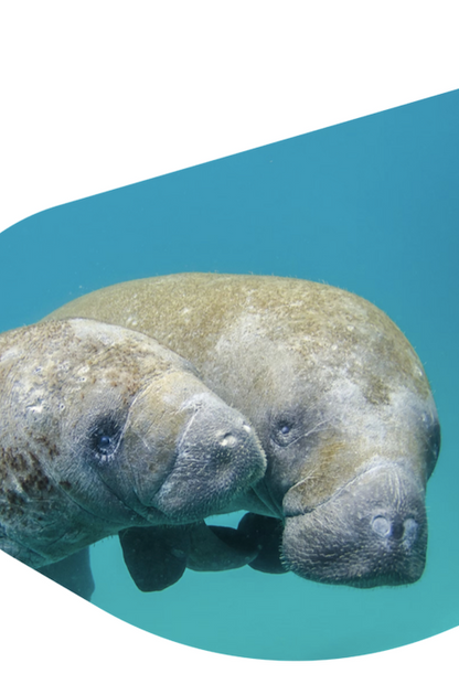 FAHLO THE DRIFT MANATEE TRACKING BRACELET - CORAL REEF VIOLET