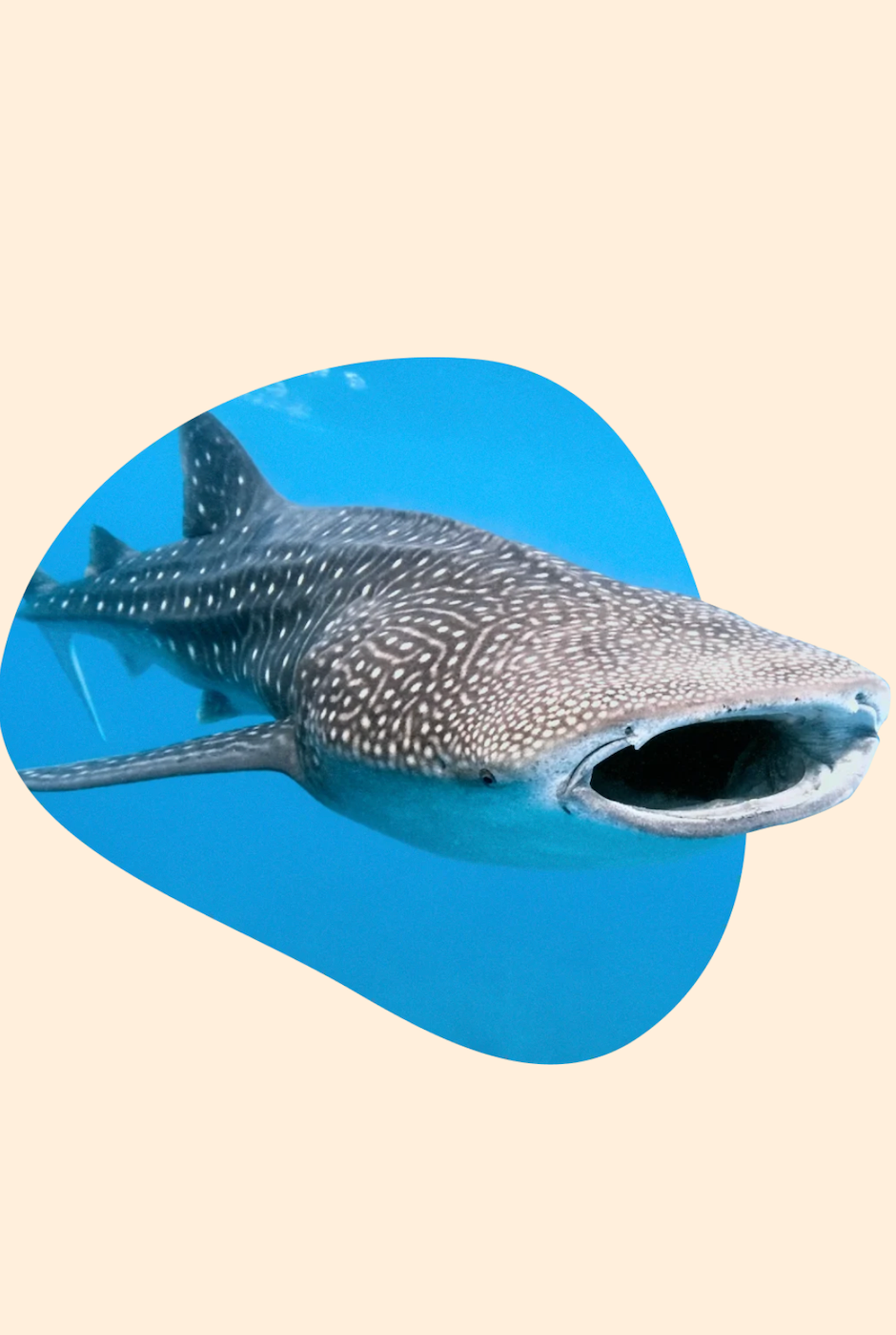 Fahlo The Quest Whale Shark Tracking Plush