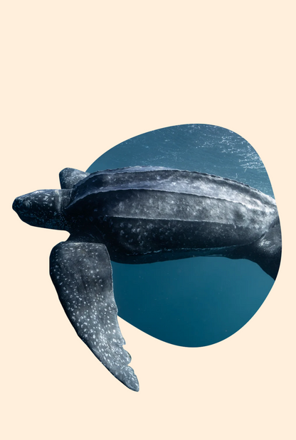 Fahlo The Journey Leatherback Sea Turtle Tracking Plush